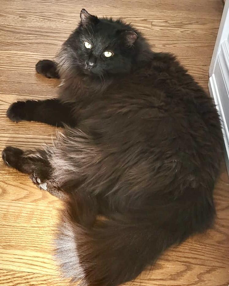 Larry *solo kitty, an adopted Domestic Long Hair in Toronto, ON image 3/6
