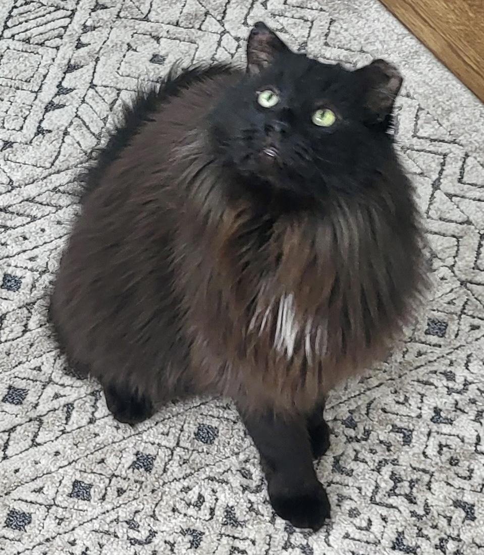 Larry *solo kitty, adopted, Adult Male Domestic Long Hair.