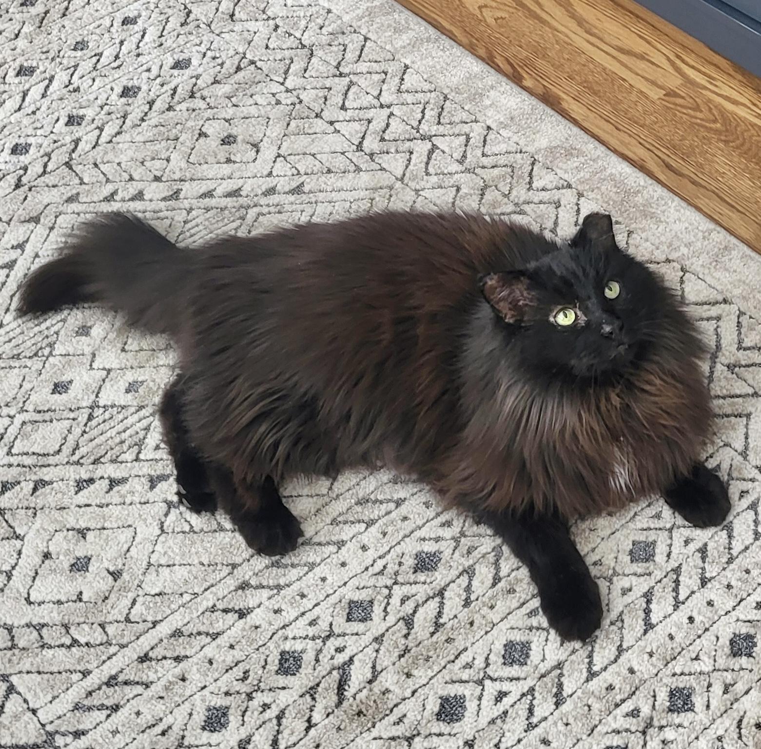 Larry *solo kitty, an adopted Domestic Long Hair in Toronto, ON image 6/6
