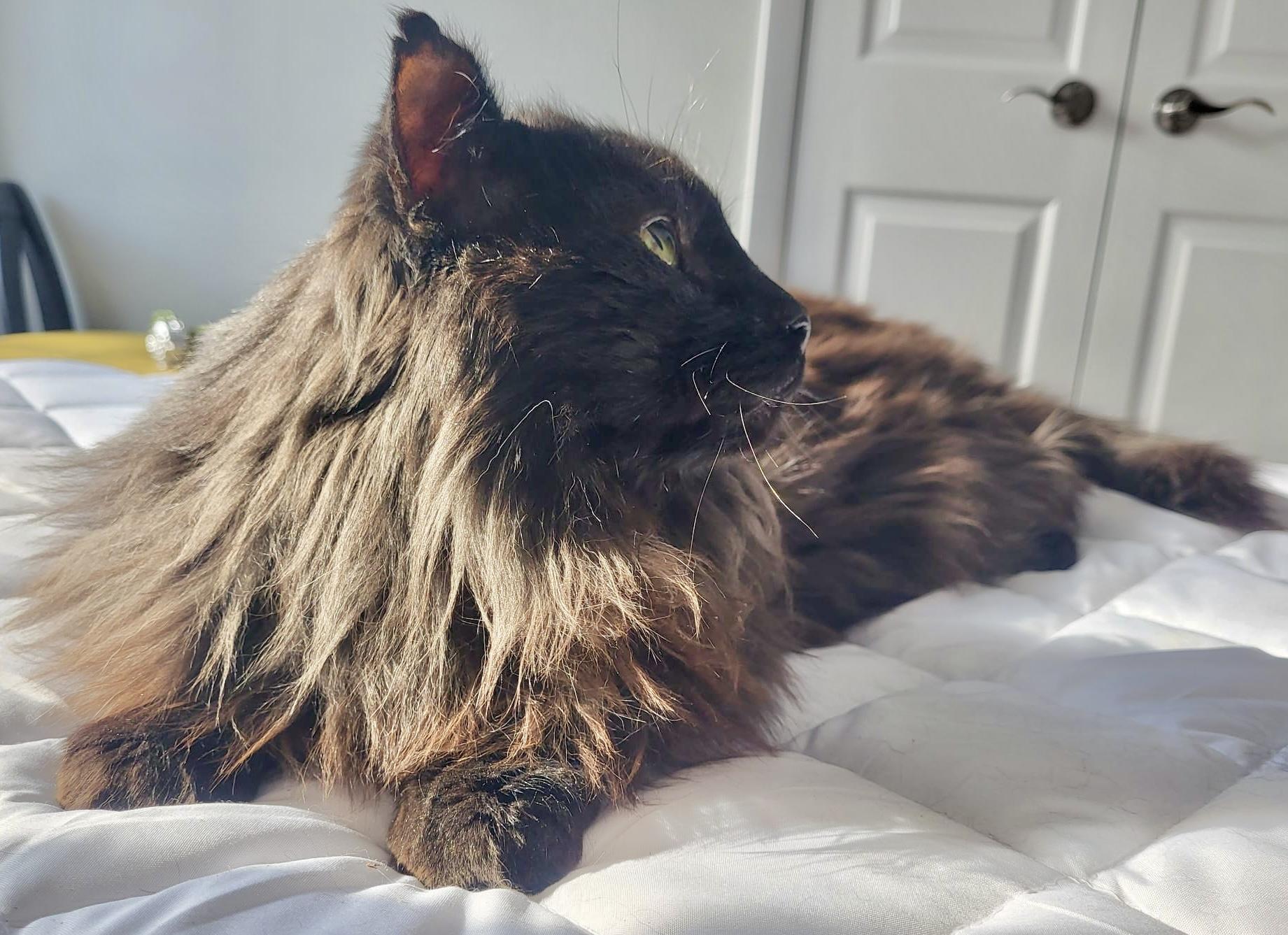 Larry *solo kitty, an adopted Domestic Long Hair in Toronto, ON image 2/6