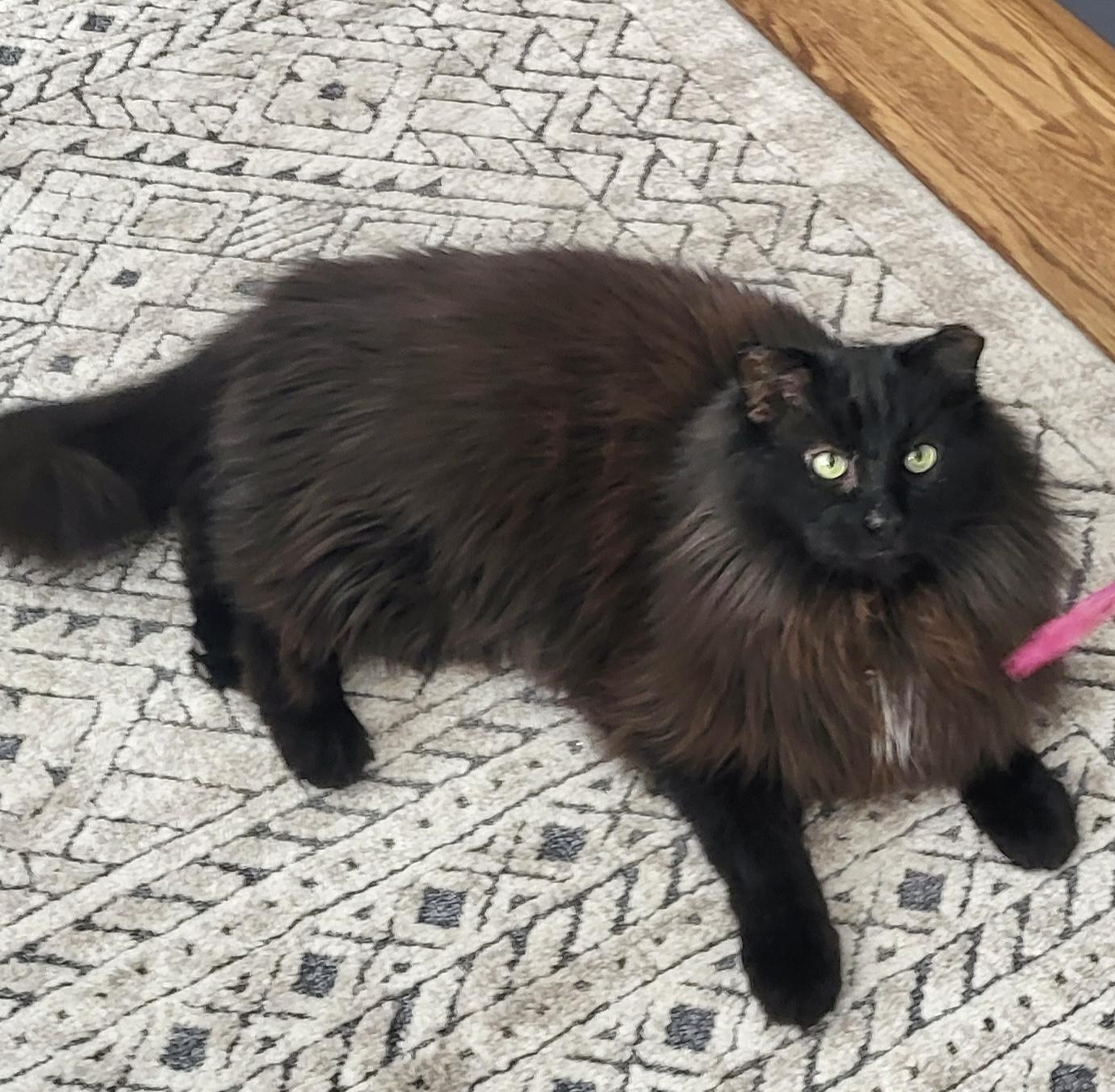 Larry *solo kitty, an adopted Domestic Long Hair in Toronto, ON image 4/6