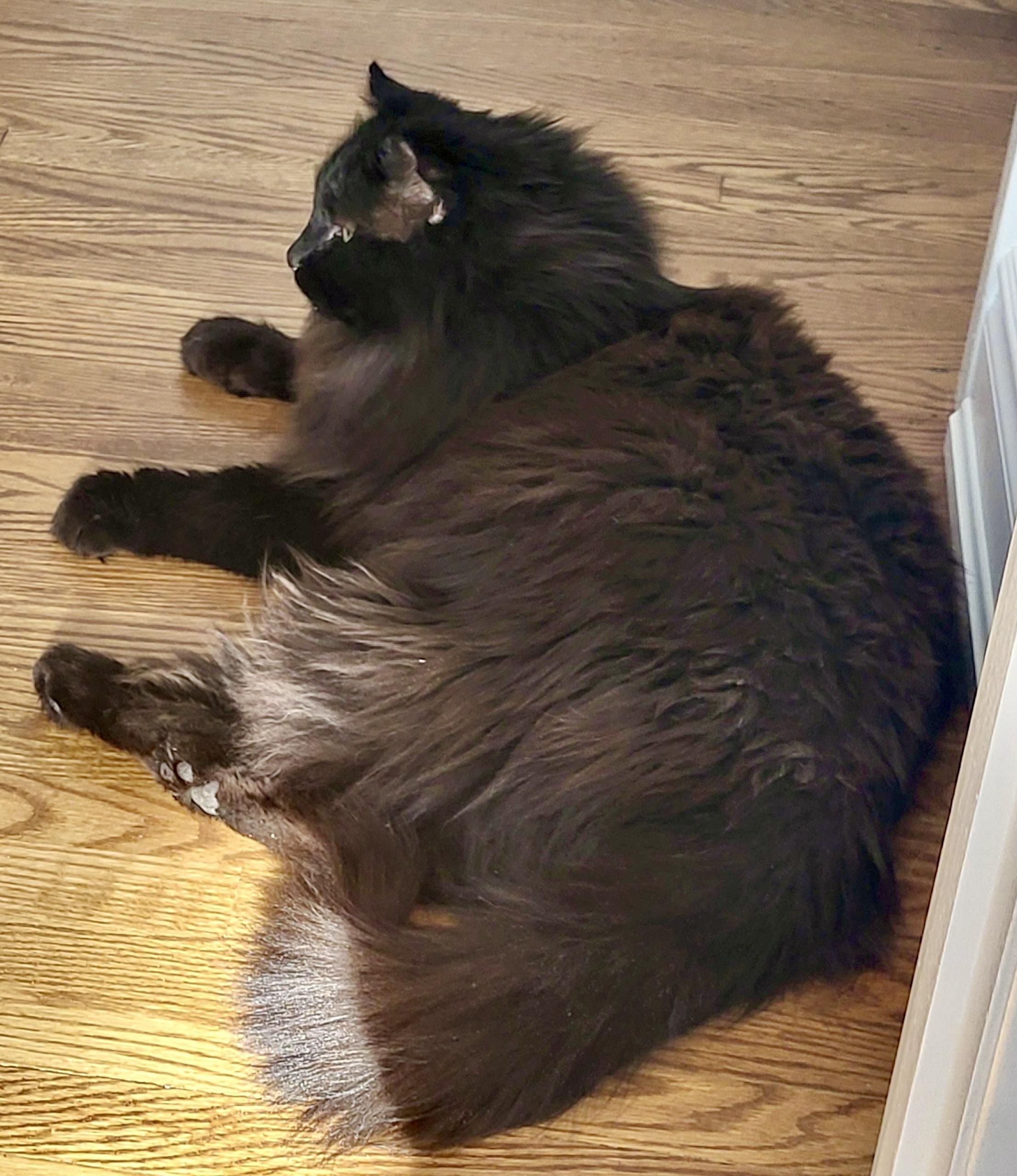 Larry *solo kitty, an adopted Domestic Long Hair in Toronto, ON image 5/6