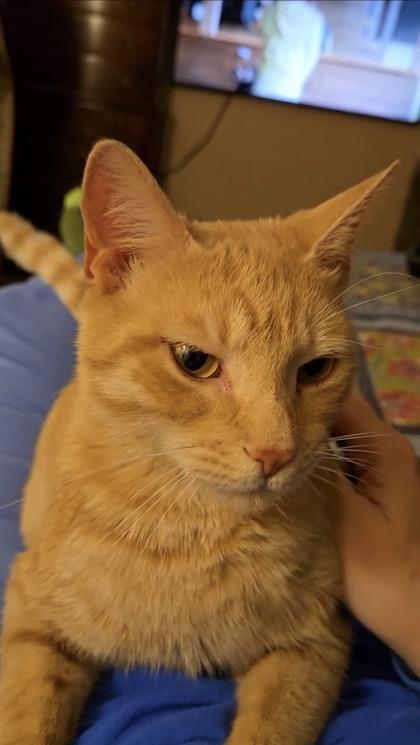 Enlarge Duchess, a Adoptable mixed breed in Lawrenceville, GA image 1/2