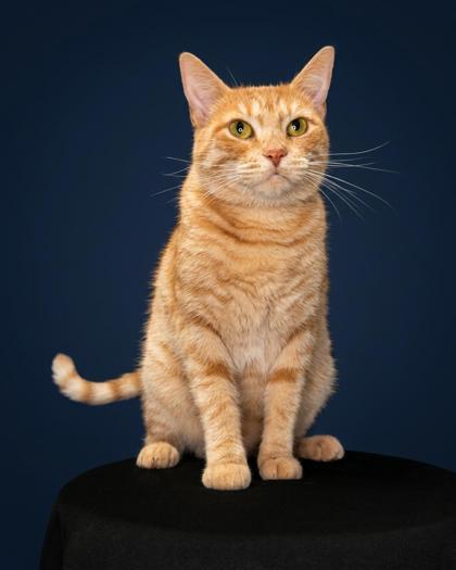 Enlarge Duchess, a Adoptable mixed breed in Lawrenceville, GA image 3/3