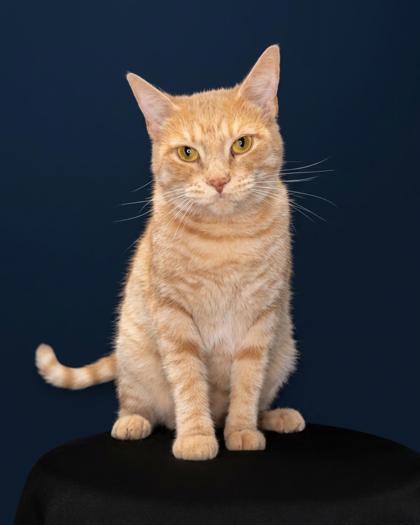 Duchess, Adoptable, Adult Female Domestic Short Hair & Domestic Short Hair.