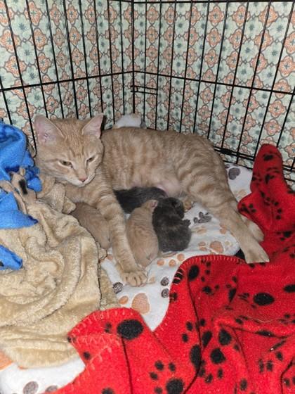 Duchess, Adoptable, Adult Female Domestic Short Hair & Domestic Short Hair.