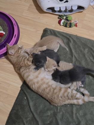 Enlarge Duchess, a Adoptable mixed breed in Lawrenceville, GA image 3/3