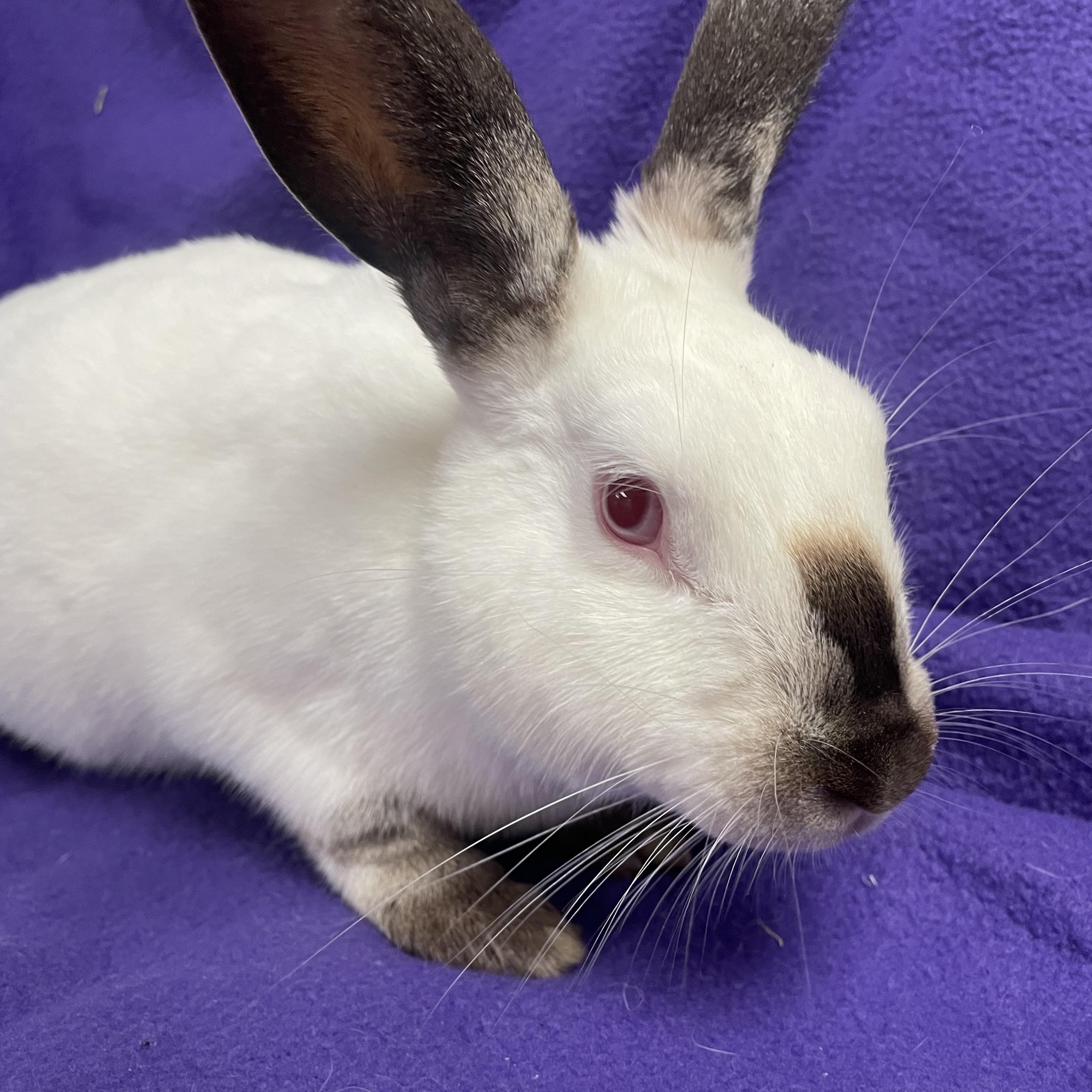 Lavender: video!!, Young Female unknown