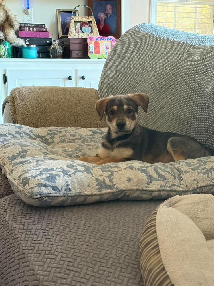 MICHAEL- Last of my litter 😢, Adoptable, Puppy Male German Shepherd Dog & Pit Bull Terrier.