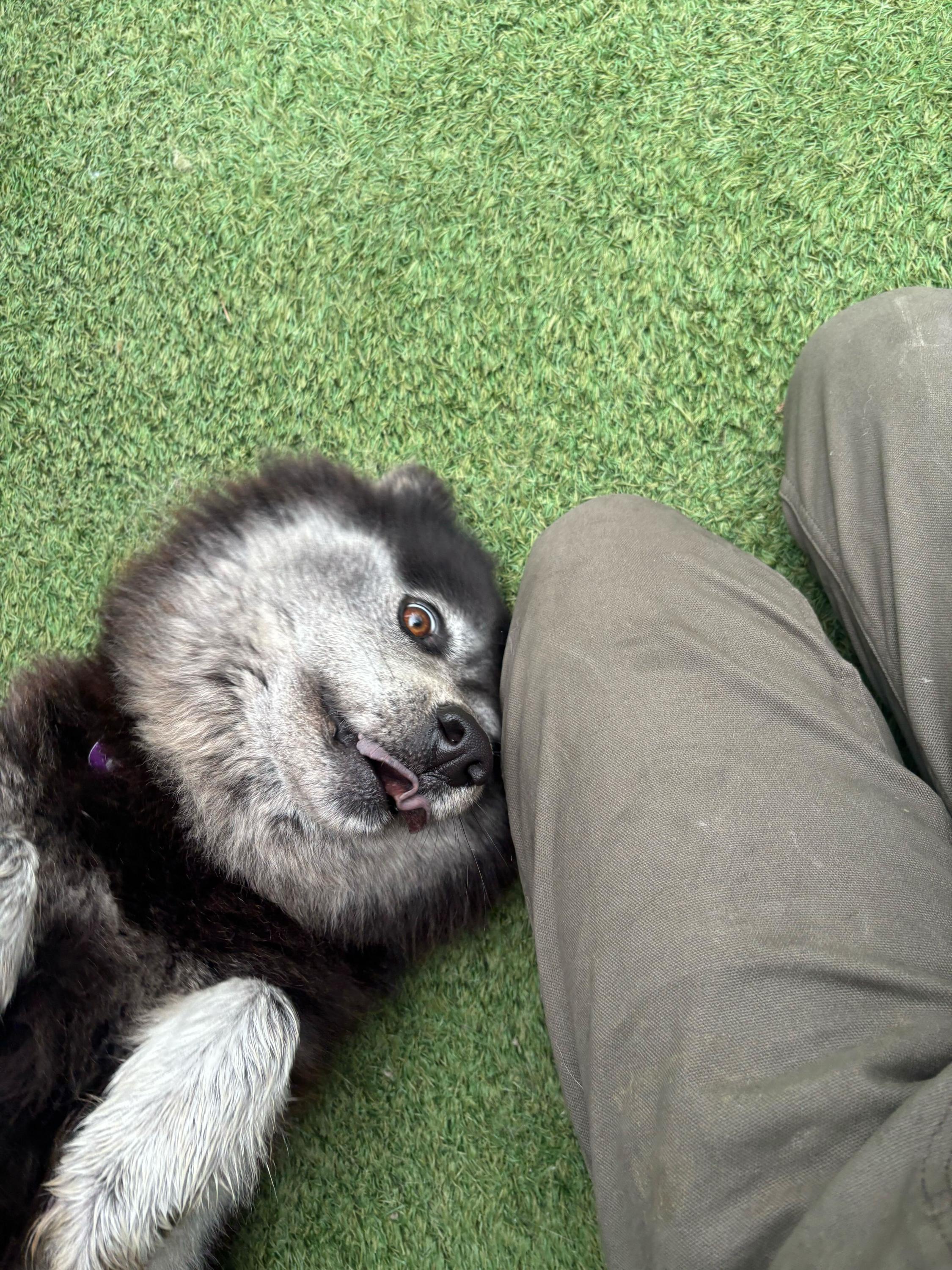 Maxine, an adoptable Keeshond, Schipperke in San Rafael, CA, 94903 | Photo Image 3