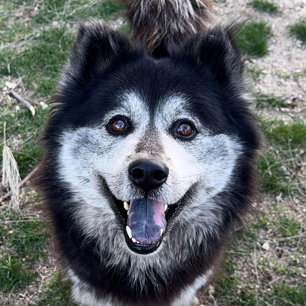 Maxine, an adoptable Keeshond, Schipperke in San Rafael, CA, 94903 | Photo Image 3
