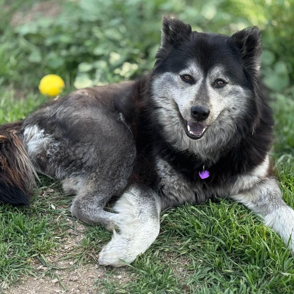 Maxine, an adoptable Keeshond, Schipperke in San Rafael, CA, 94903 | Photo Image 4