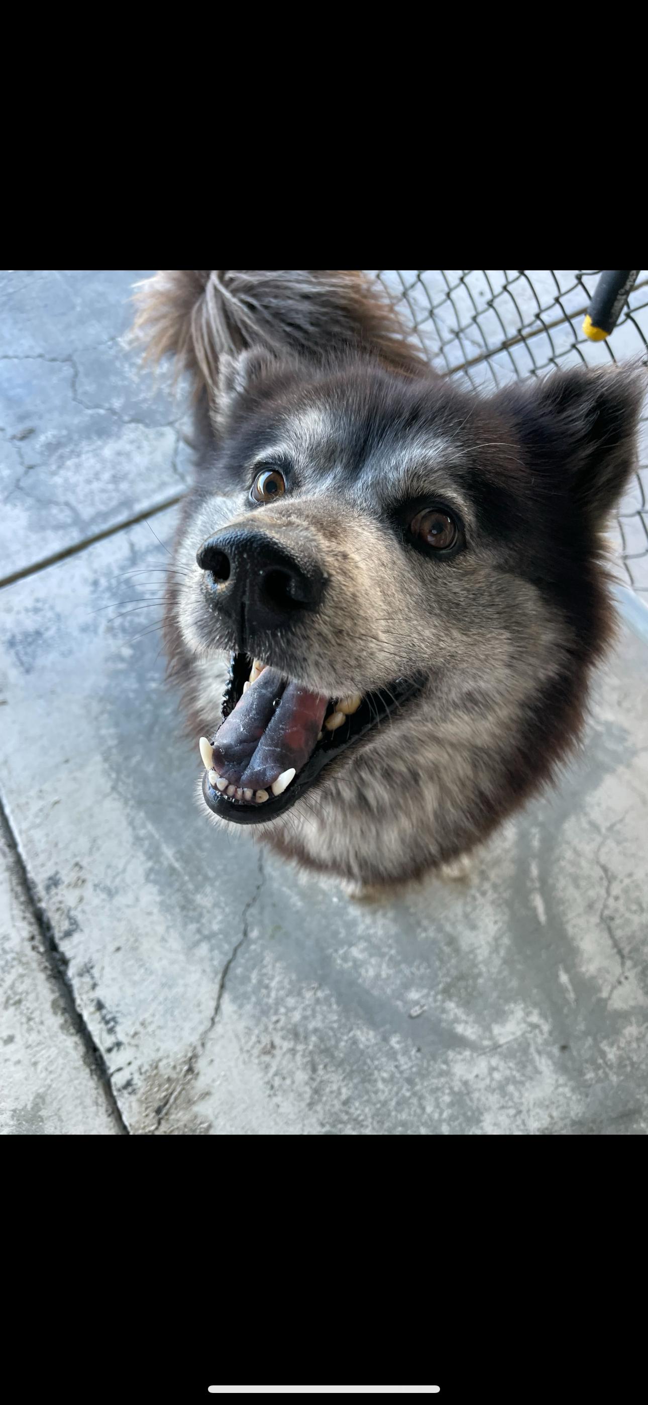 Maxine, an adoptable Keeshond, Schipperke in San Rafael, CA, 94903 | Photo Image 2