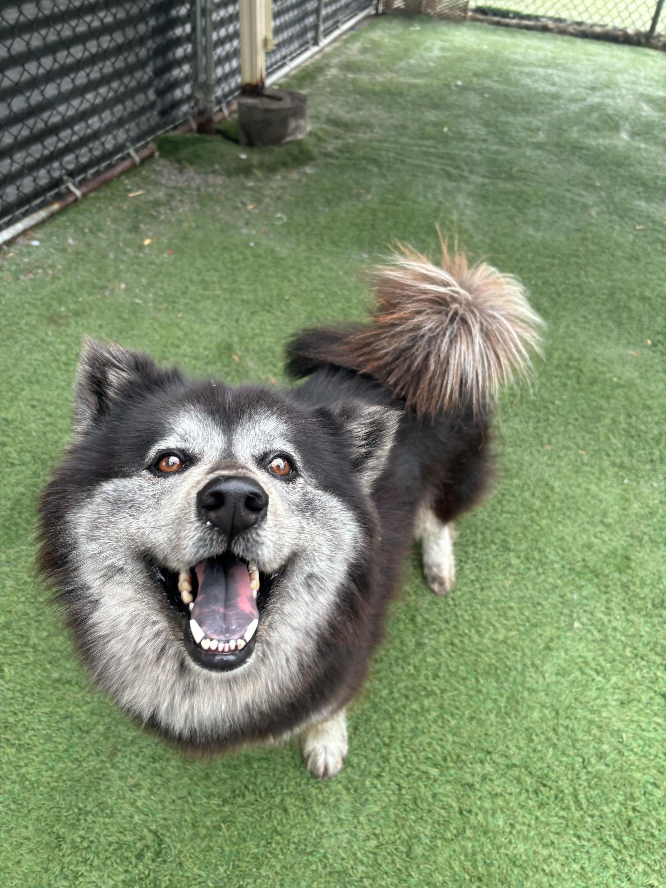 Maxine, an adoptable Keeshond, Schipperke in San Rafael, CA, 94903 | Photo Image 1