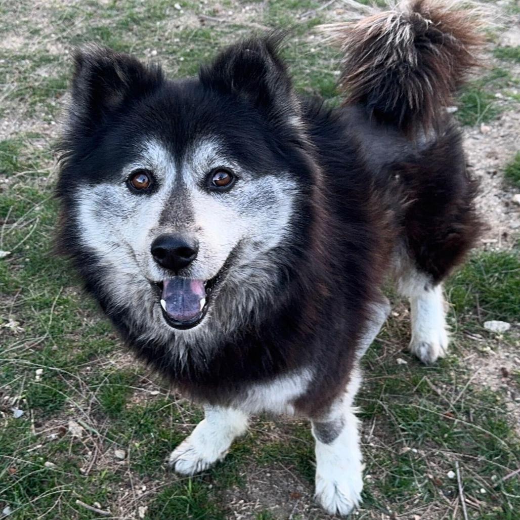 Maxine, an adoptable Keeshond, Schipperke in San Rafael, CA, 94903 | Photo Image 5