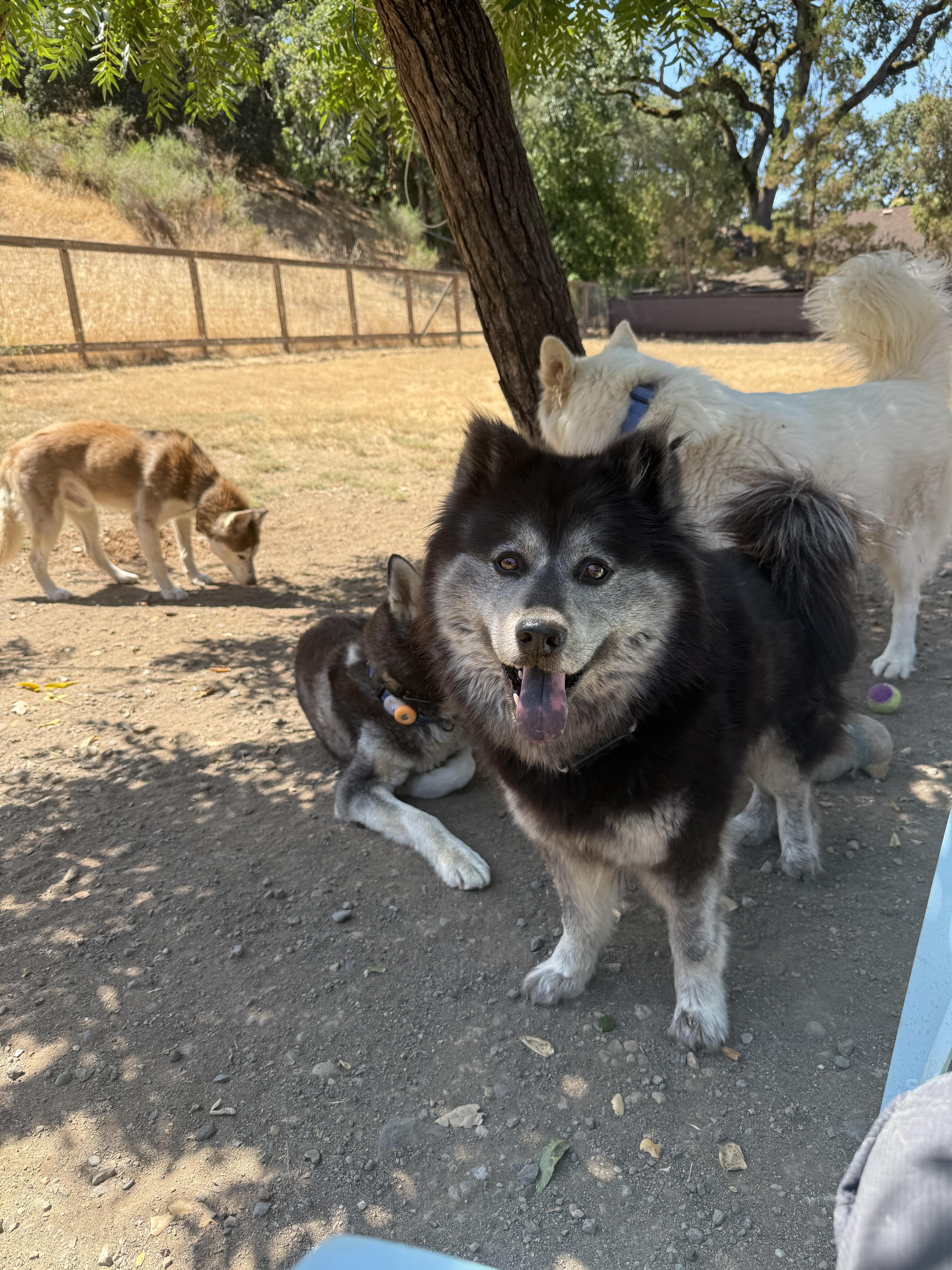 Maxine, an adoptable Keeshond, Schipperke in San Rafael, CA, 94903 | Photo Image 2