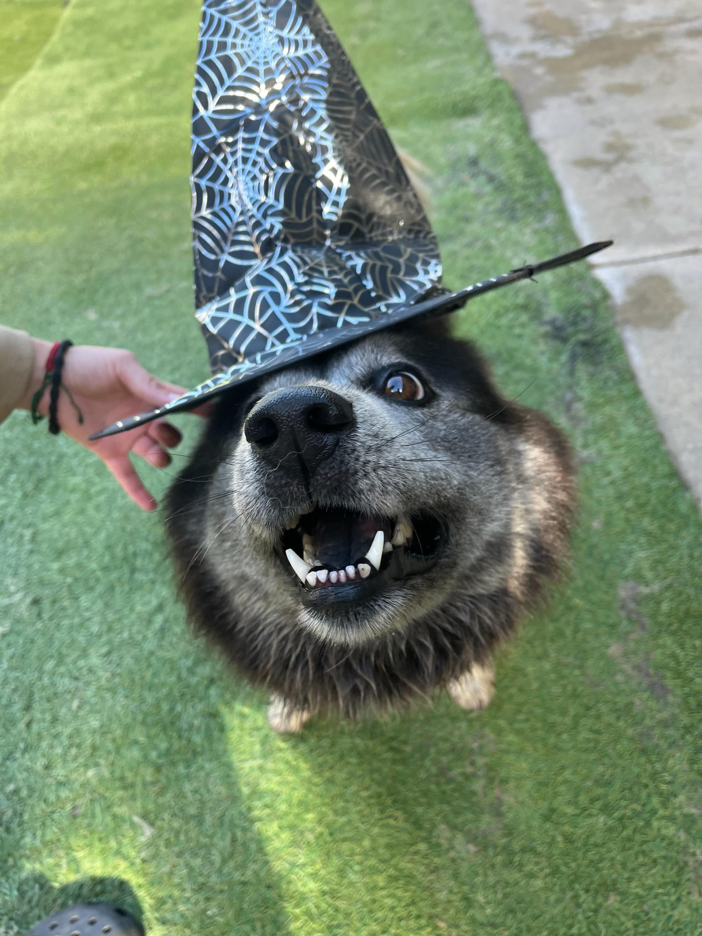 Maxine, an adoptable Keeshond, Schipperke in San Rafael, CA, 94903 | Photo Image 4