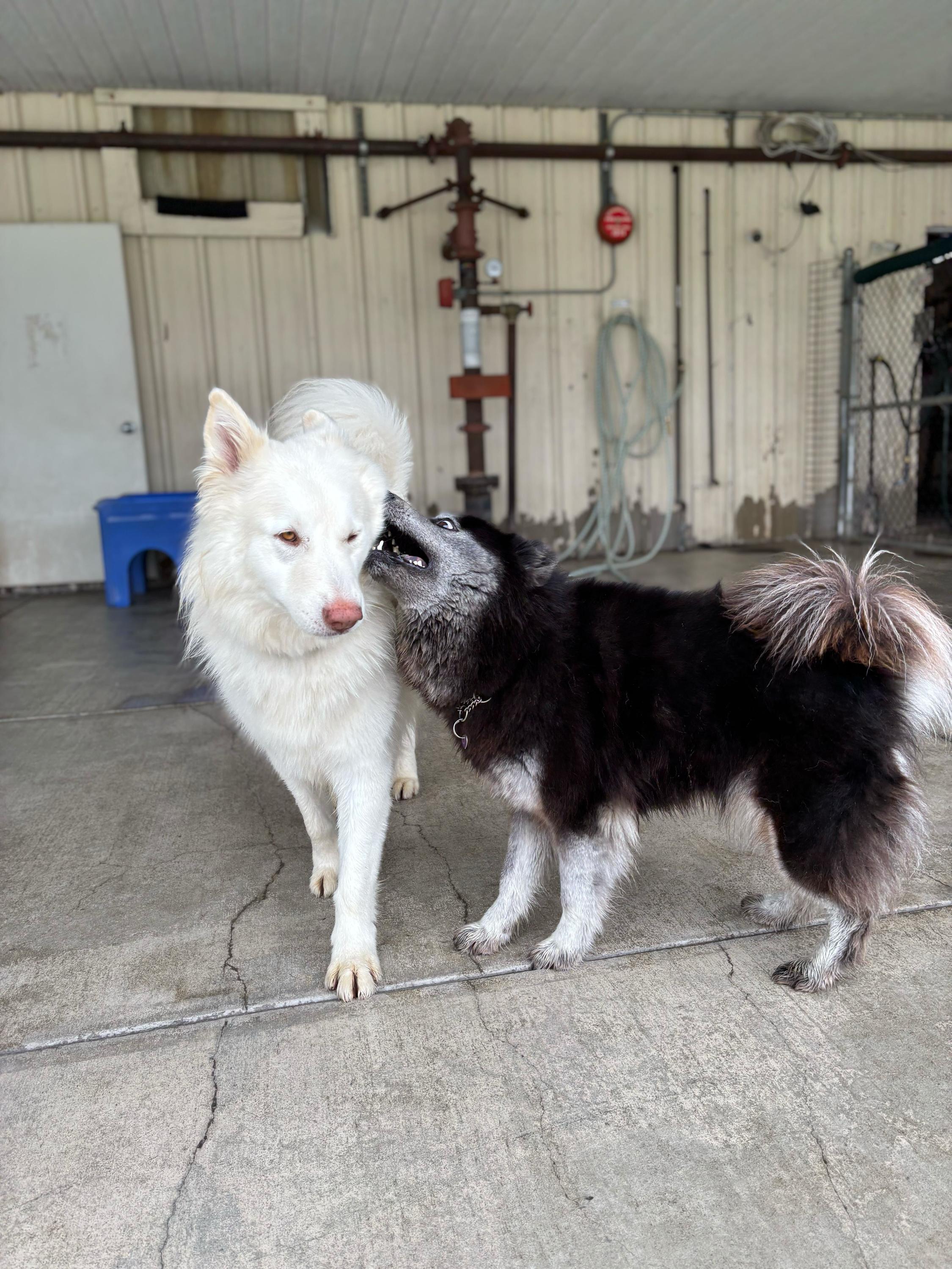 Maxine, an adoptable Keeshond, Schipperke in San Rafael, CA, 94903 | Photo Image 3