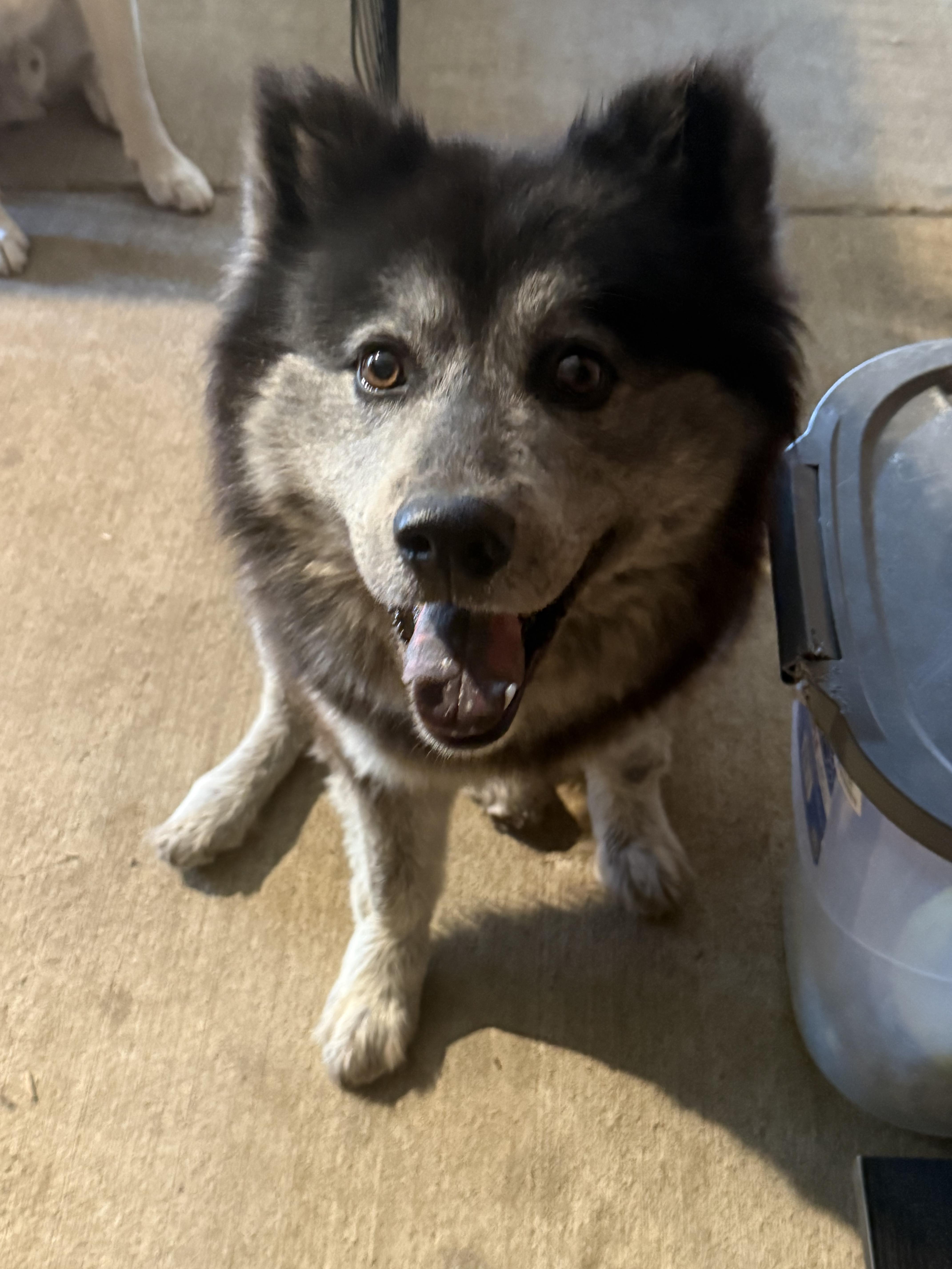 Maxine, an adoptable Keeshond, Schipperke in San Rafael, CA, 94903 | Photo Image 1