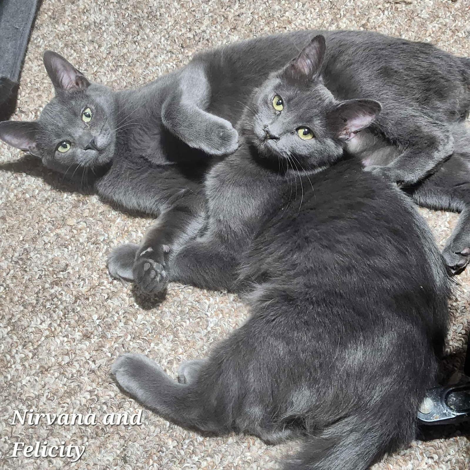 Enlarge Felicity, a Adoptable Domestic Short Hair in Detroit Lakes, MN image 1/3