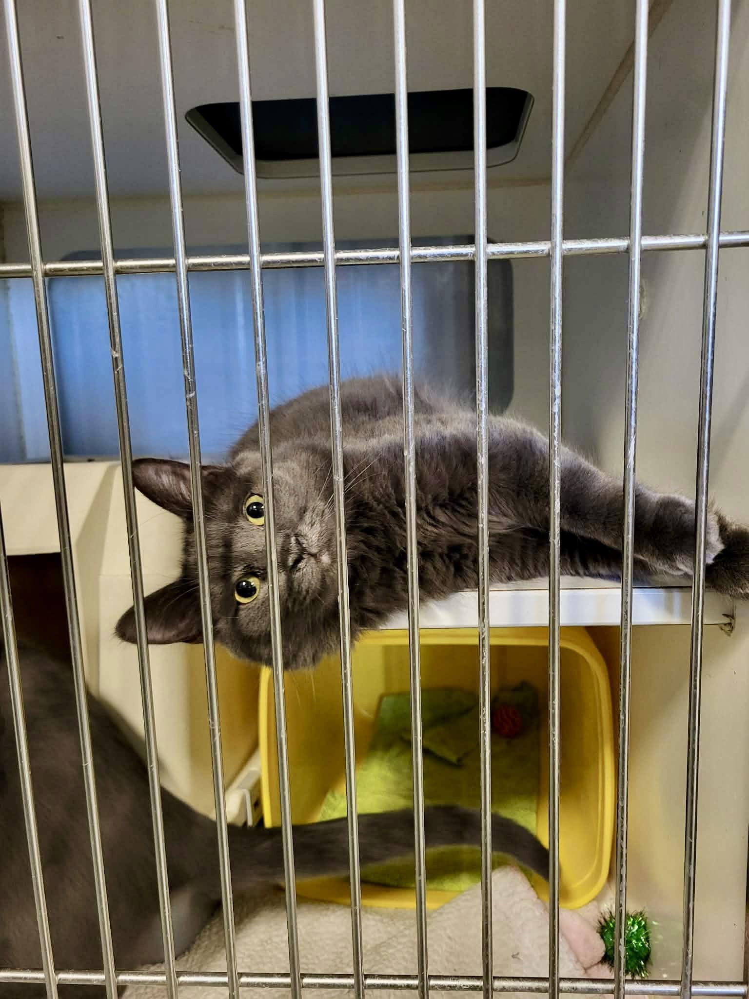 Enlarge Felicity, a Adoptable Domestic Short Hair in Detroit Lakes, MN image 1/3