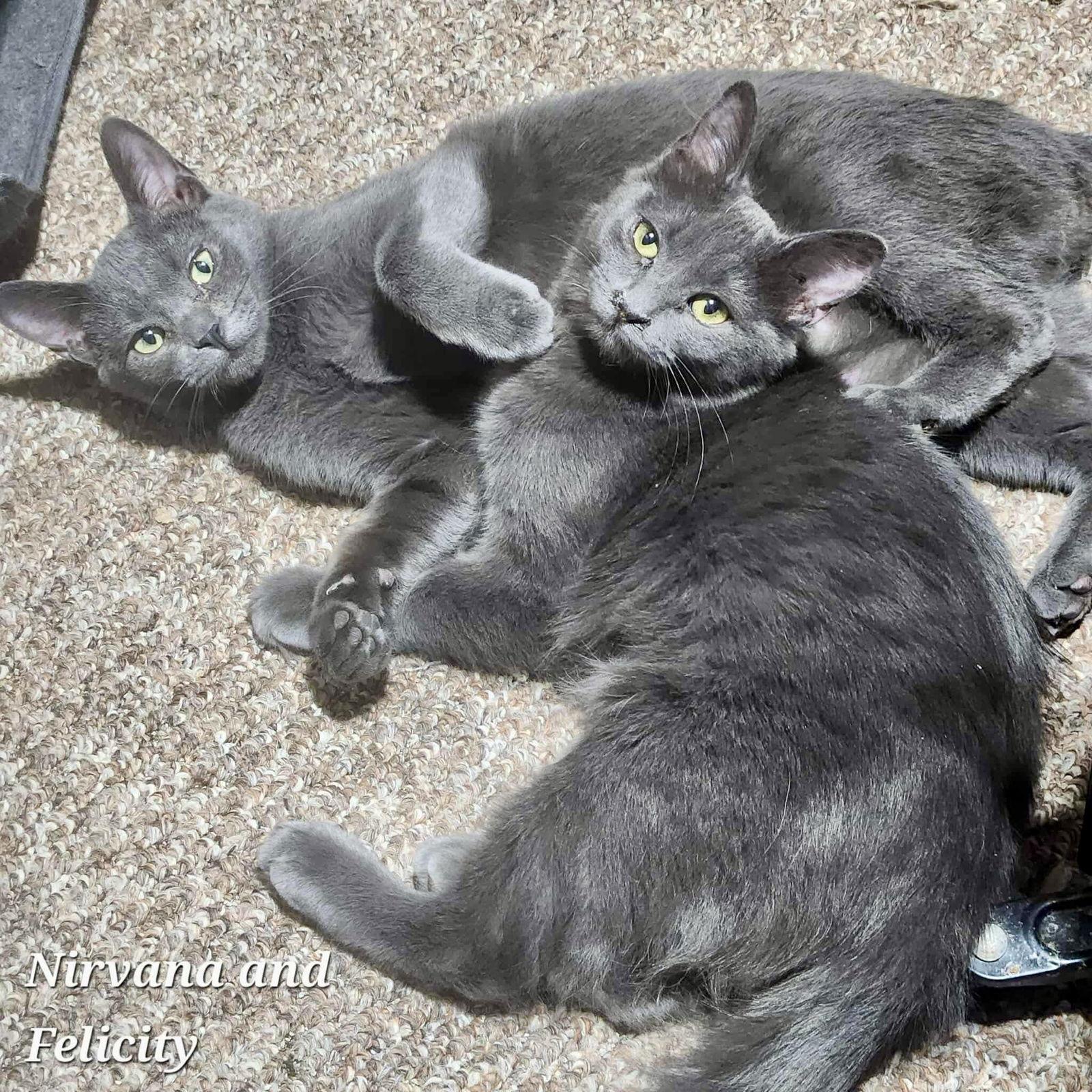 Enlarge Felicity, a Adoptable Domestic Short Hair in Detroit Lakes, MN image 2/3