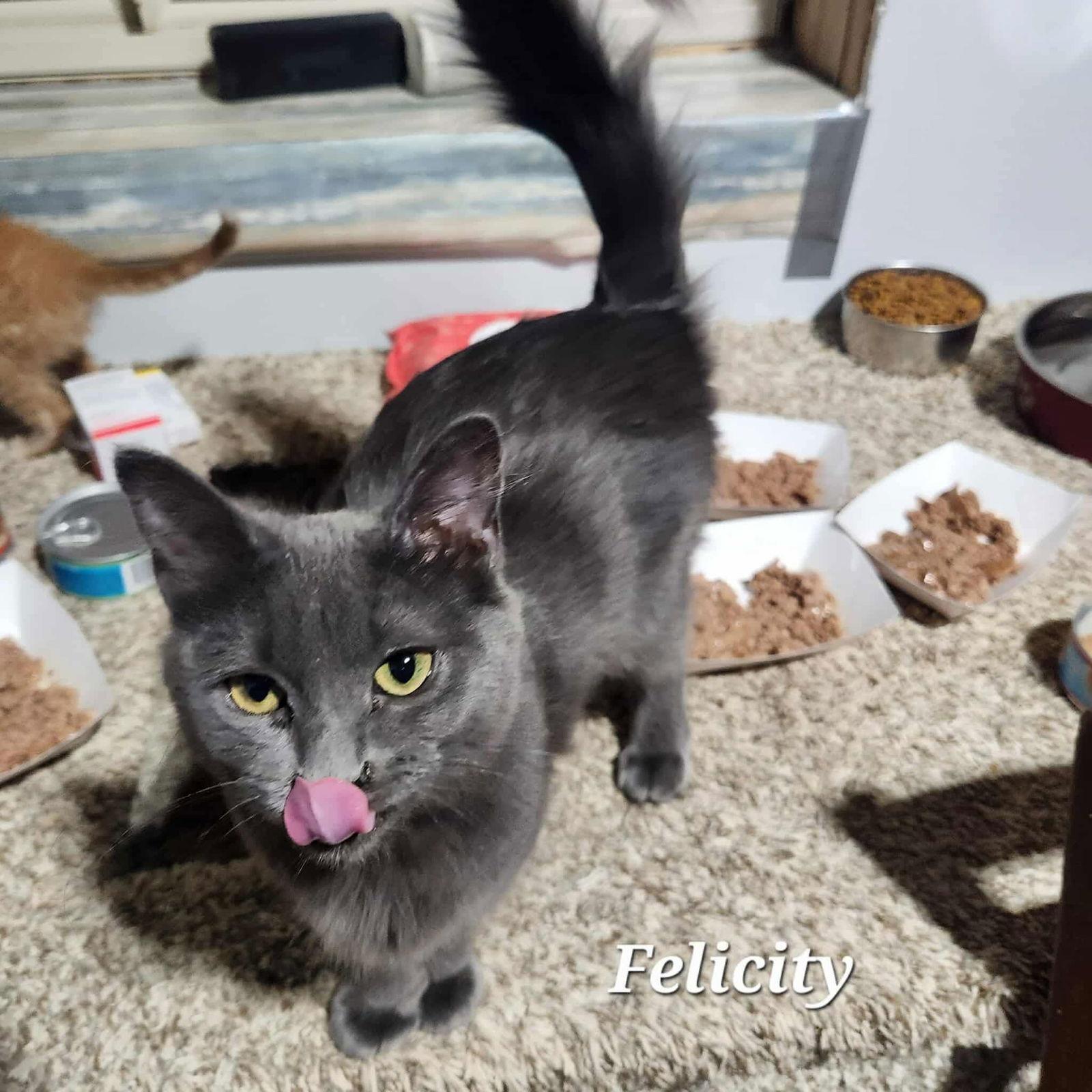 Enlarge Felicity, a Adoptable Domestic Short Hair in Detroit Lakes, MN image 3/3