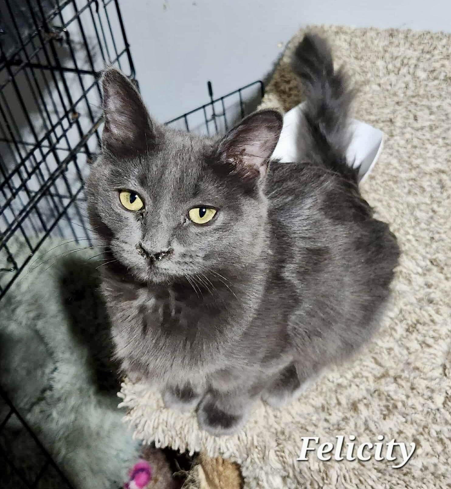 Felicity — thumbnail 3