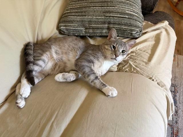 Enlarge Cheesesteak, a Adoptable mixed breed in Lancaster, PA image 1/2