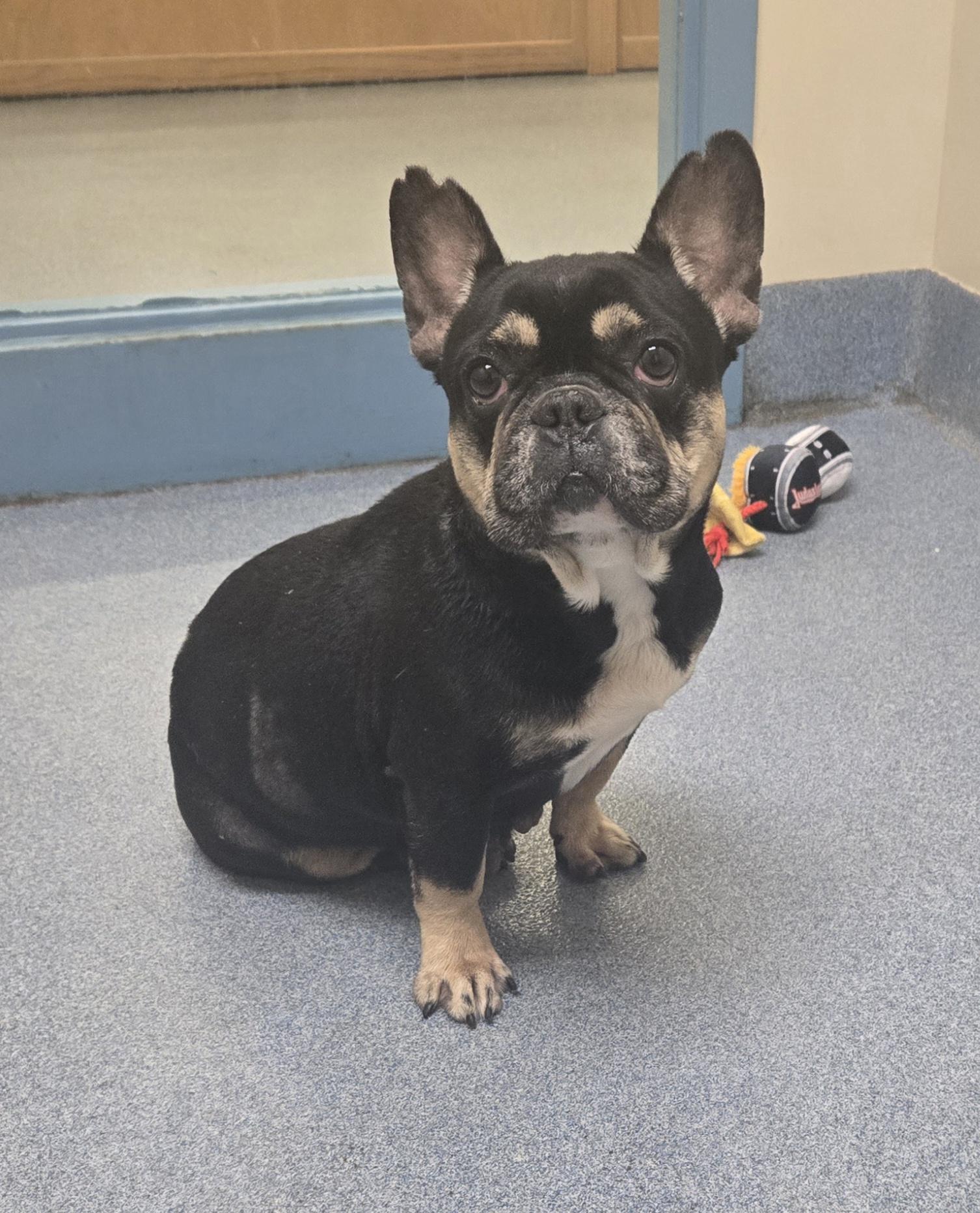 Lily, adopted, Adult Female French Bulldog.