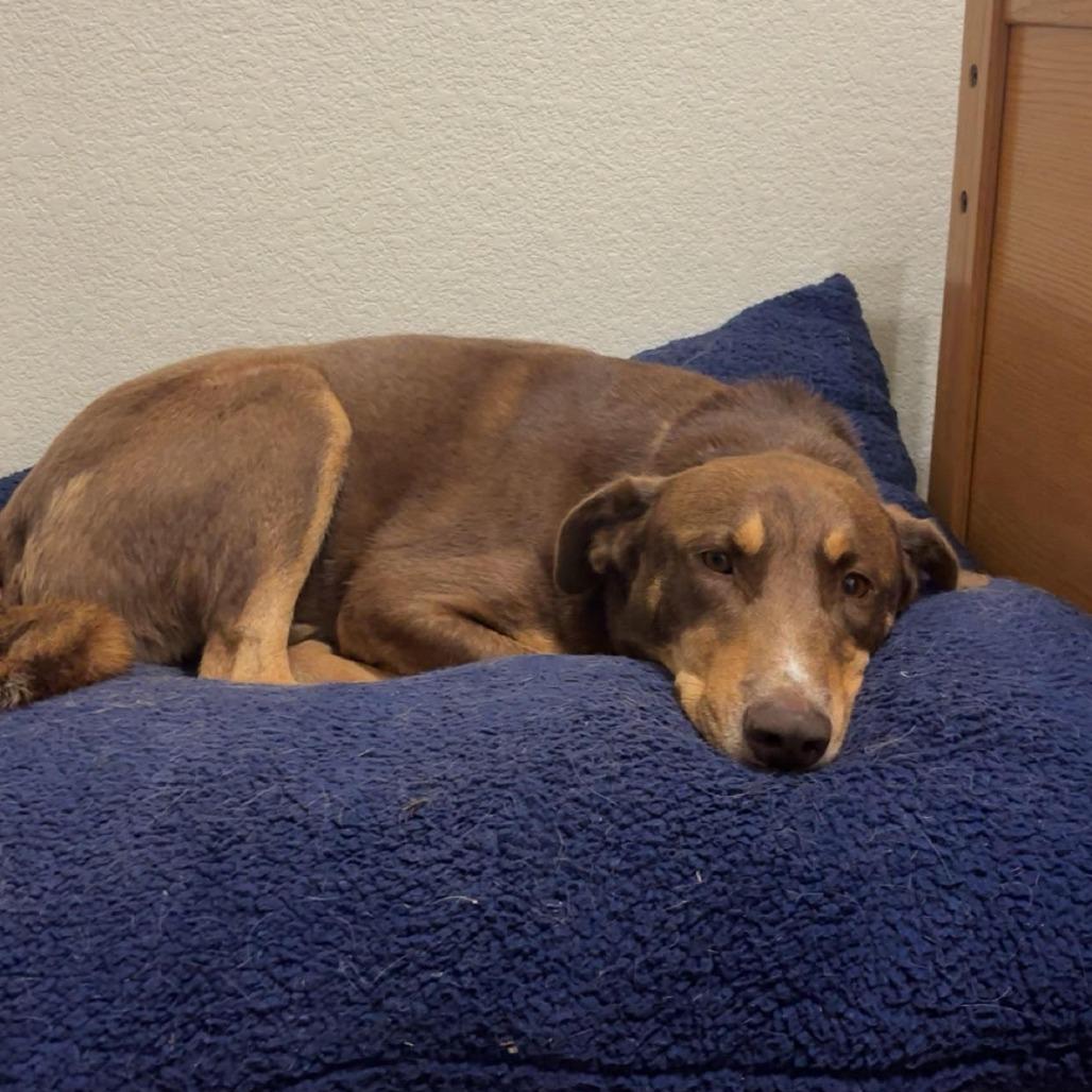 Dug - In Foster!, Adoptable, Adult Male Doberman Pinscher & Mixed Breed.