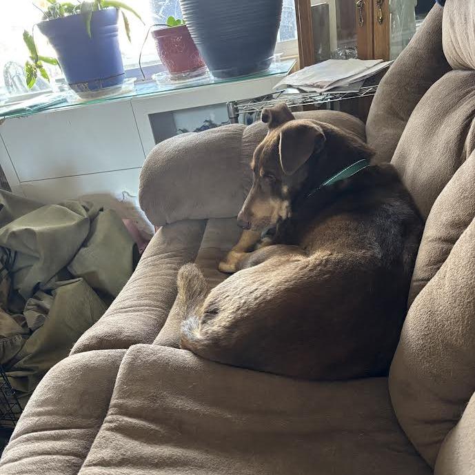 Dug - In Foster!, a Adoptable mixed breed in Flagstaff, AZ image 2/6