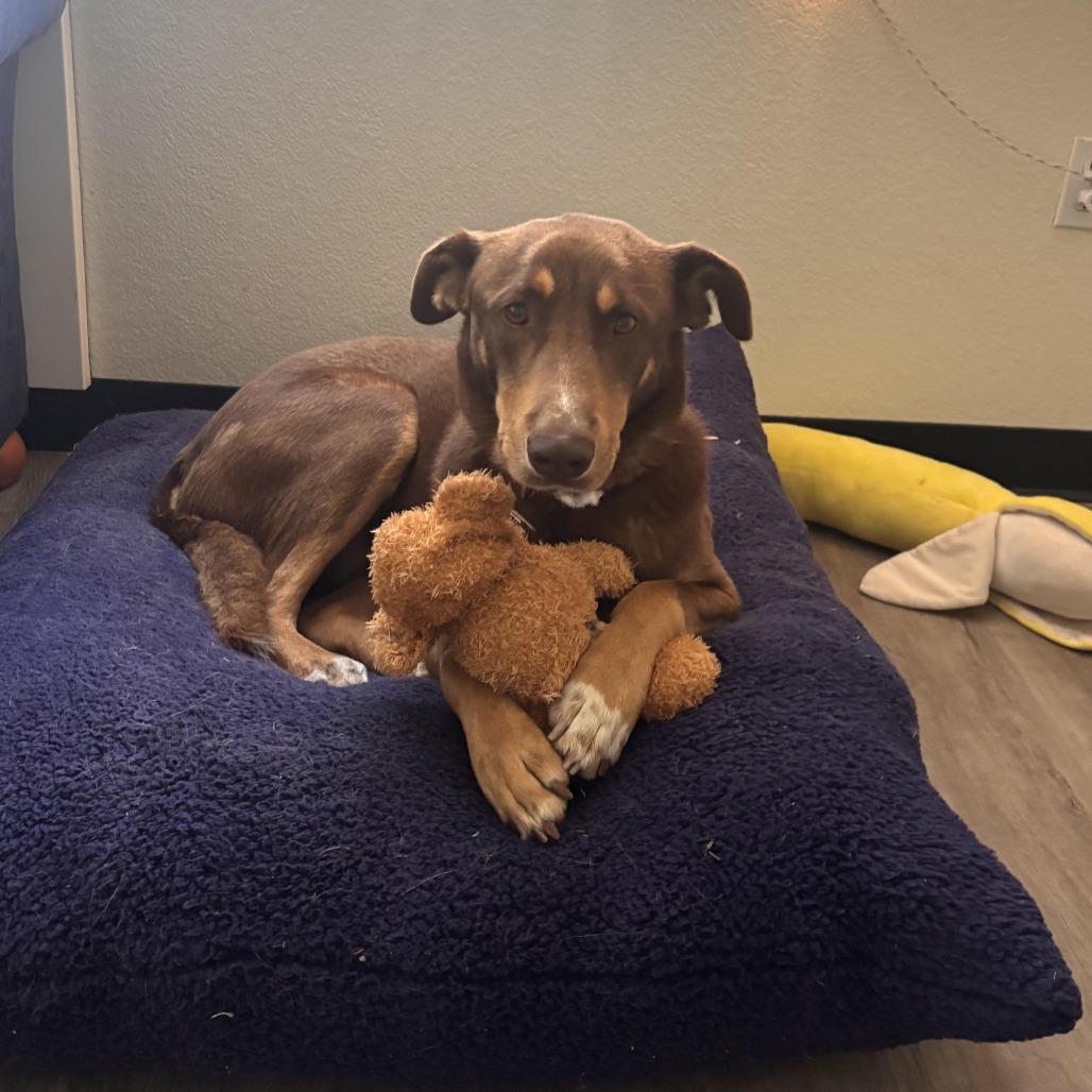 Dug - In Foster!, a Adoptable mixed breed in Flagstaff, AZ image 3/6