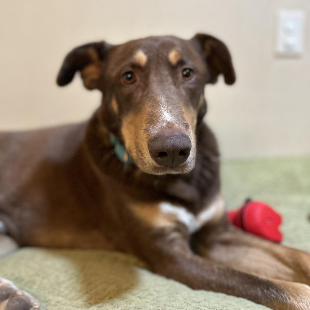 Dug - In Foster!, a Adoptable mixed breed in Flagstaff, AZ image 4/6