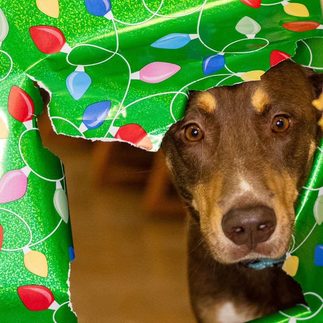 Dug - In Foster!, a Adoptable mixed breed in Flagstaff, AZ image 5/6