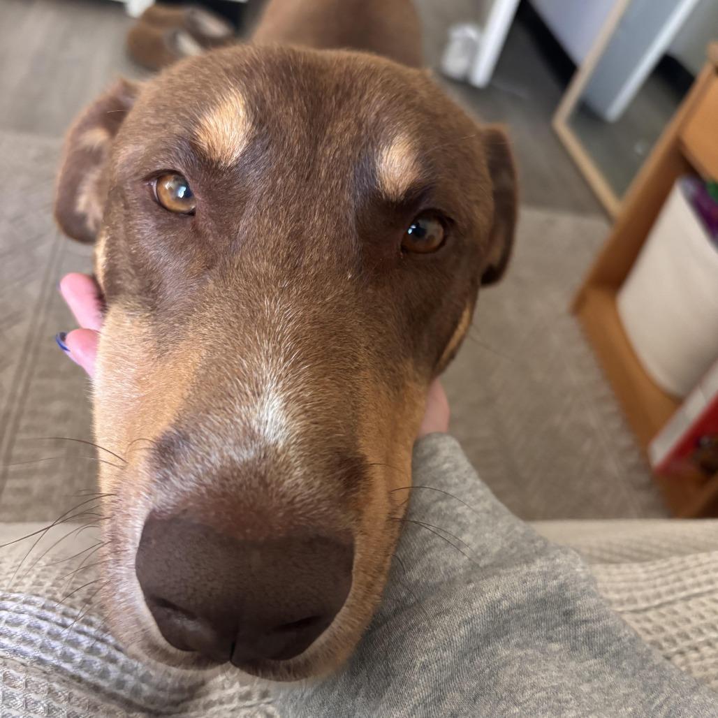 Dug - In Foster!, a Adoptable mixed breed in Flagstaff, AZ image 6/6