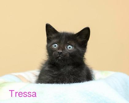 Tressa, Adoptable, Kitten Female Domestic Medium Hair & Domestic Short Hair.