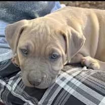 Muscles, an adopted mixed breed in Watertown, CT image 2/2