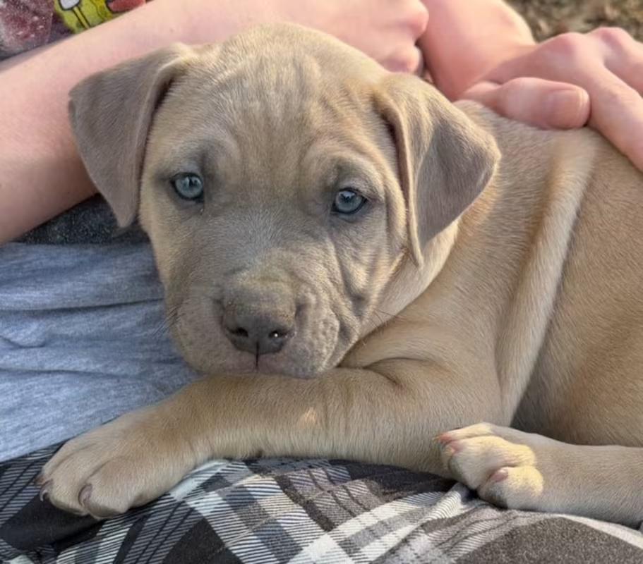 Muscles, adopted, Puppy Male Mastiff & Weimaraner.