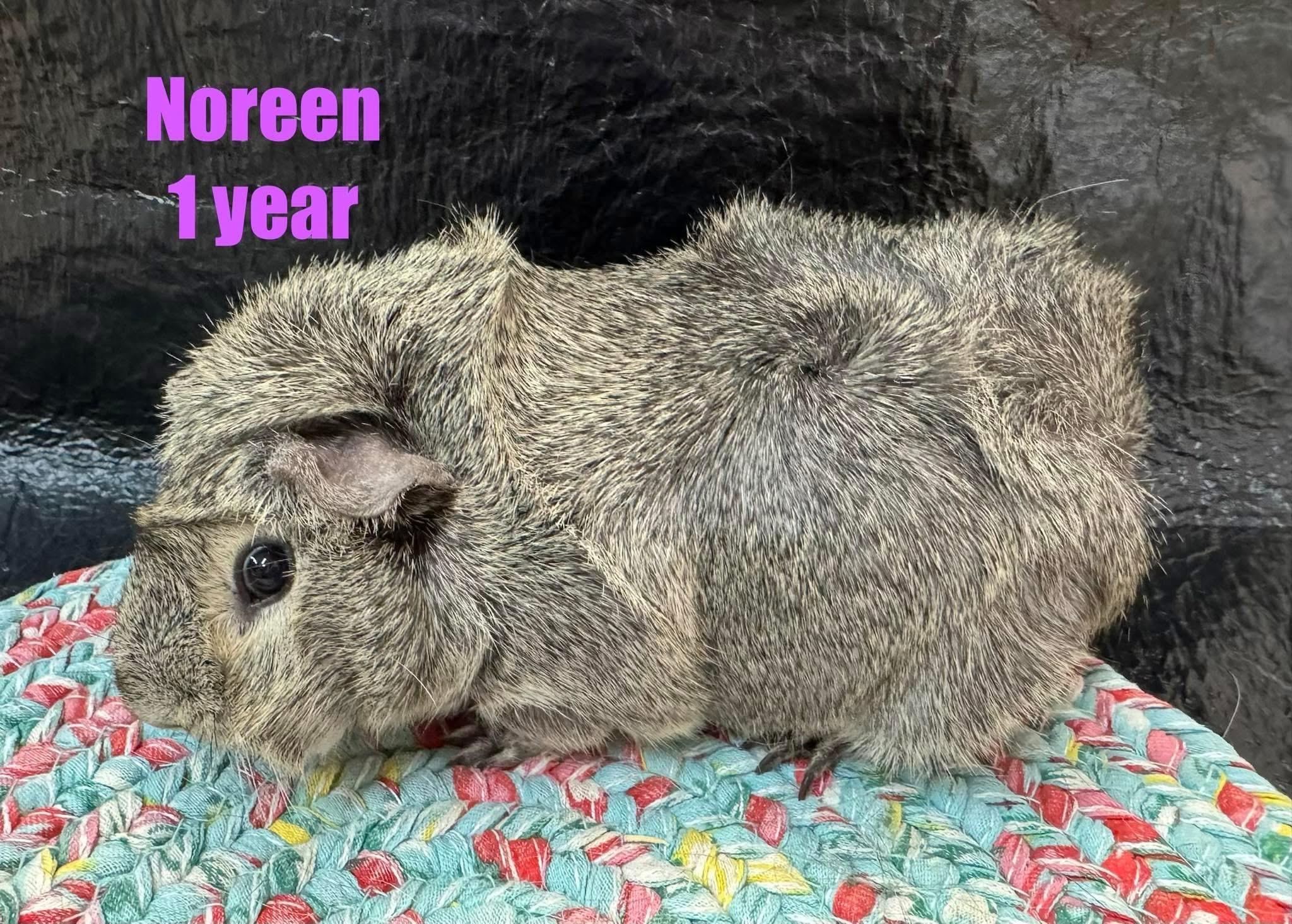 Noreen, adopted, Young Female Abyssinian.