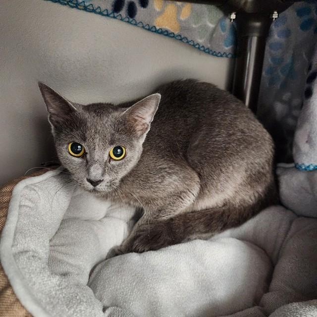 AMBER, Adoptable, Young Female Domestic Short Hair.