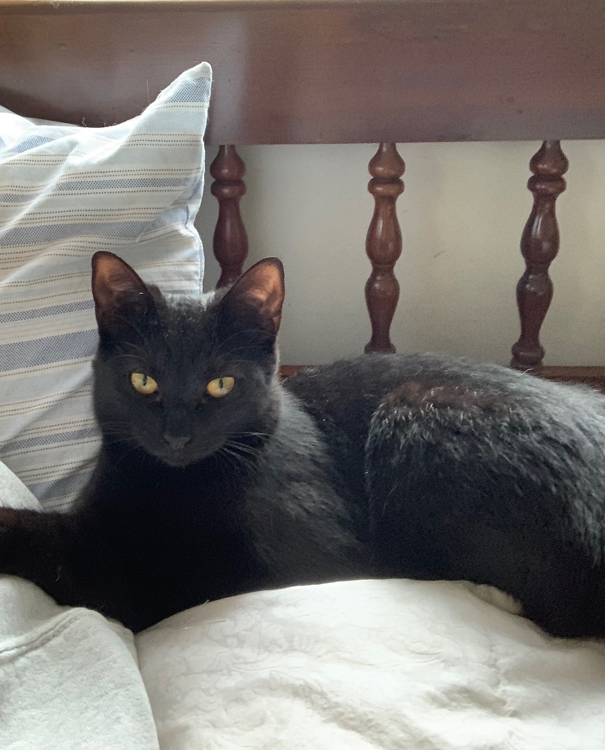 Luna , a Adoptable mixed breed in Coatesville, PA image 1/6