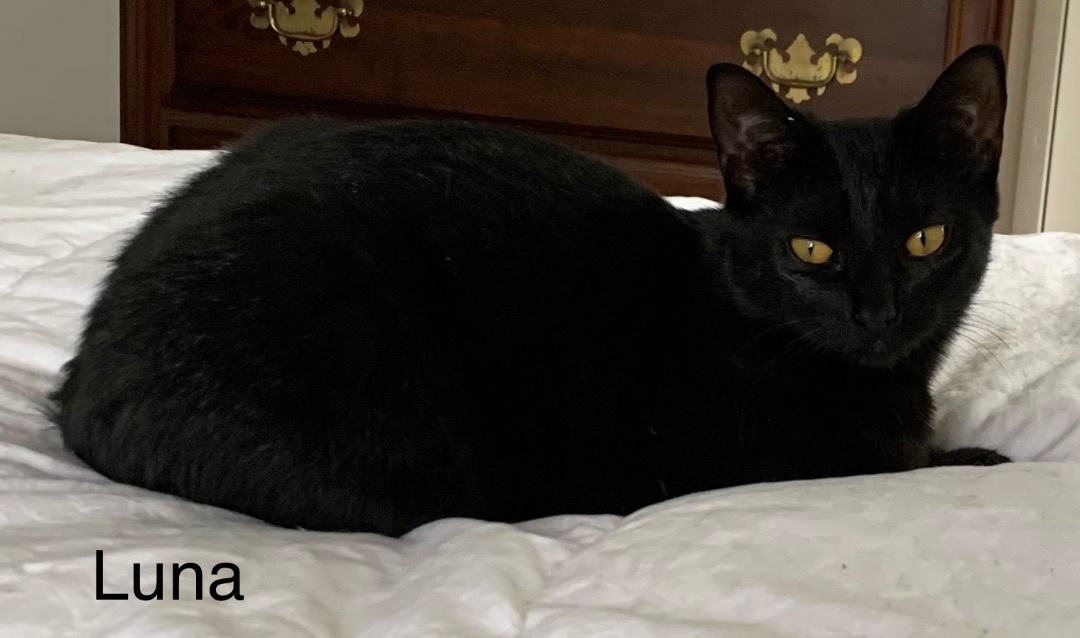 Luna , a Adoptable mixed breed in Coatesville, PA image 2/6