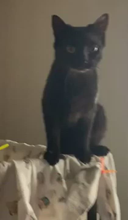 Enlarge Luna , a Adoptable mixed breed in Coatesville, PA video 6/6