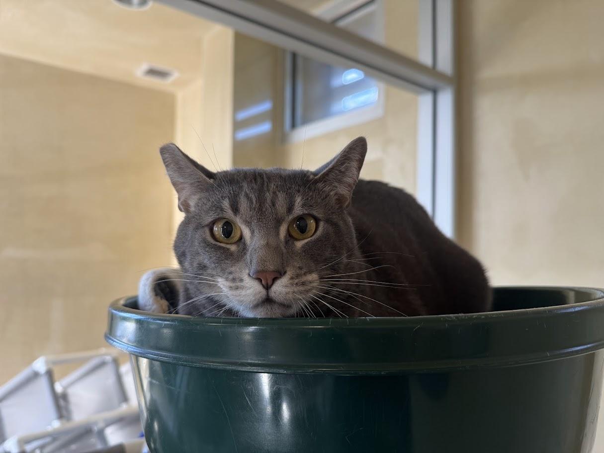 Enlarge Don Nelson, an adoptable Domestic Short Hair in Berkeley, CA image 1/2