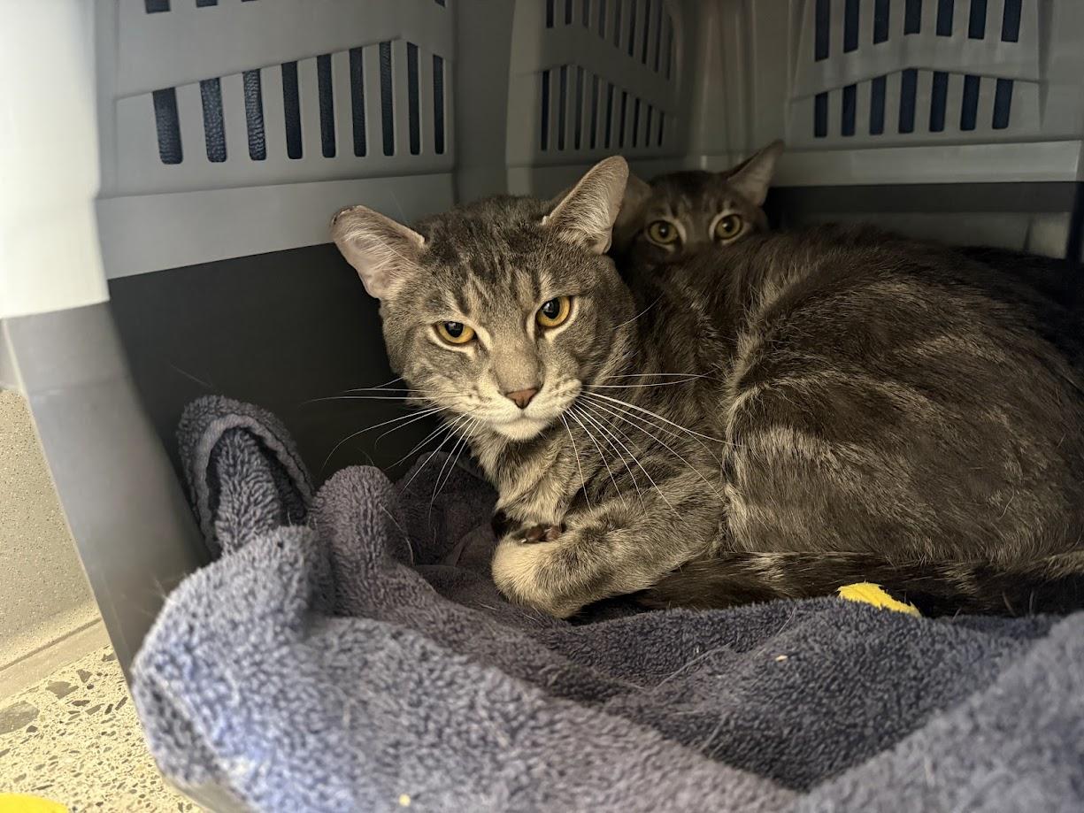 Enlarge Don Nelson, an adoptable Domestic Short Hair in Berkeley, CA image 2/2