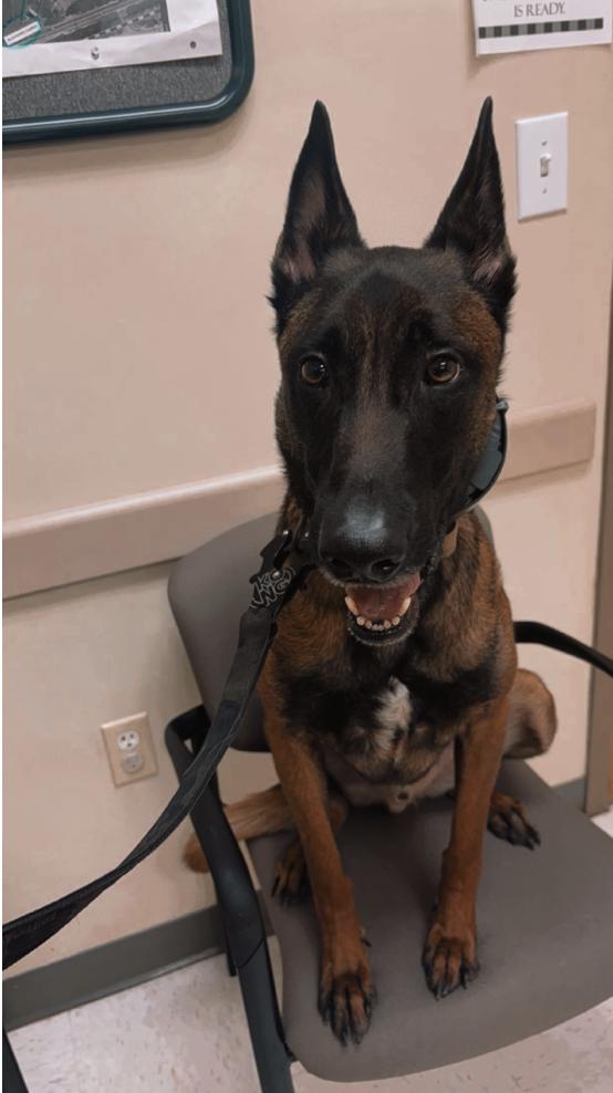 Enlarge Louis, a Adoptable Belgian Shepherd / Malinois in Austin, TX image 4/6