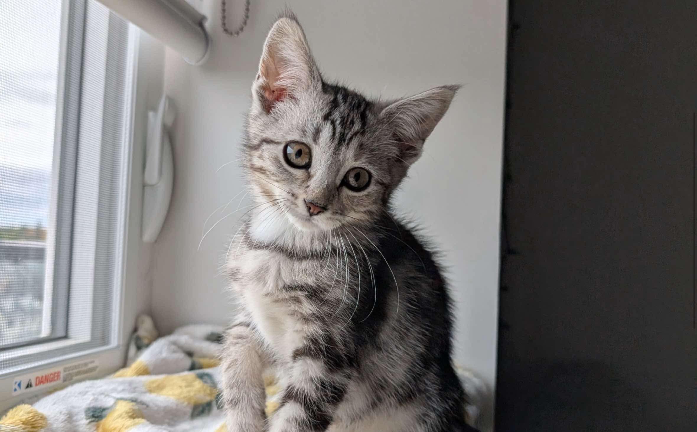 PAPAYA, Adopted, Kitten Female Domestic Short Hair.