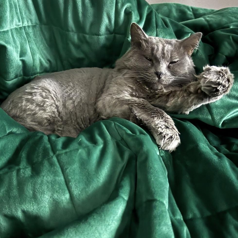 Big Kitty, Adoptable, Senior Female Domestic Medium Hair.