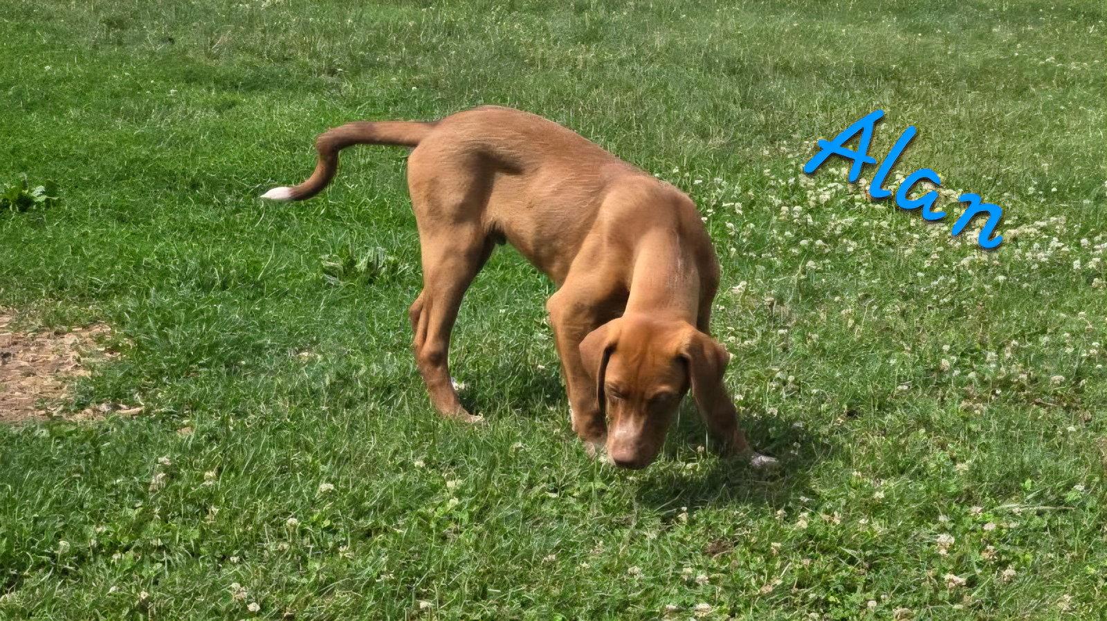 Enlarge Alan, a Adoptable Labrador Retriever in Rutledge, TN image 1/1